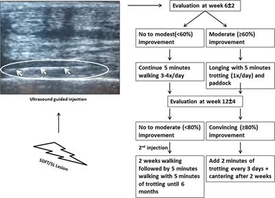 Tenogenically Induced Allogeneic Peripheral Blood Mesenchymal Stem Cells in Allogeneic Platelet-Rich Plasma: 2-Year Follow-up after Tendon or Ligament Treatment in Horses